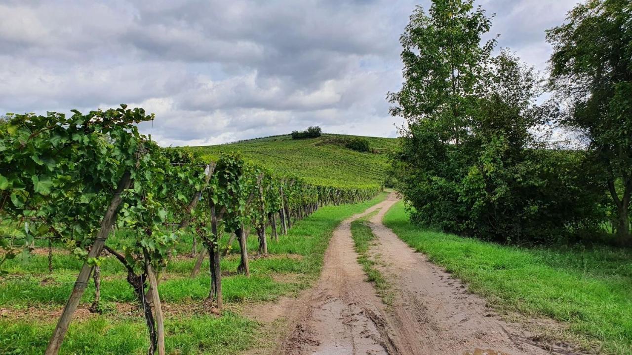 Duplex Le 12 - Appartement Avec Terrasse Dans Le Vignoble - 5 Mn Du Centre De Colmar Wettolsheim ภายนอก รูปภาพ